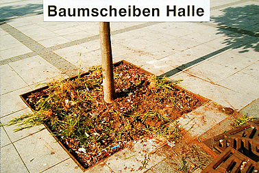 Baumscheibe in Halle